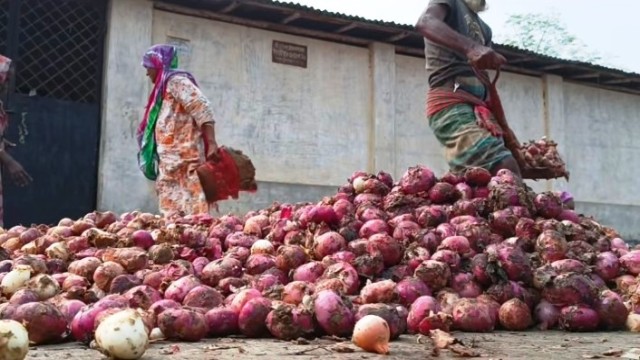 হিলিতে পচা পেঁয়াজ ১৫০ টাকা বস্তা