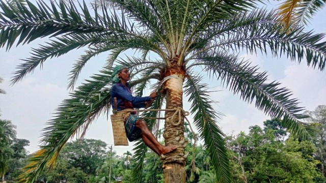 পীরগঞ্জে খেজুর গাছের রস সংগ্রহে ব্যস্ত গাছিরা !