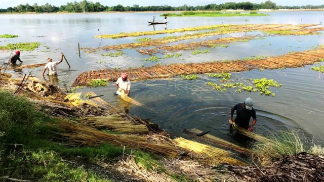 আত্রাইয়ে পাটের আঁশ ছাড়াতে ব্যস্ত কৃষক