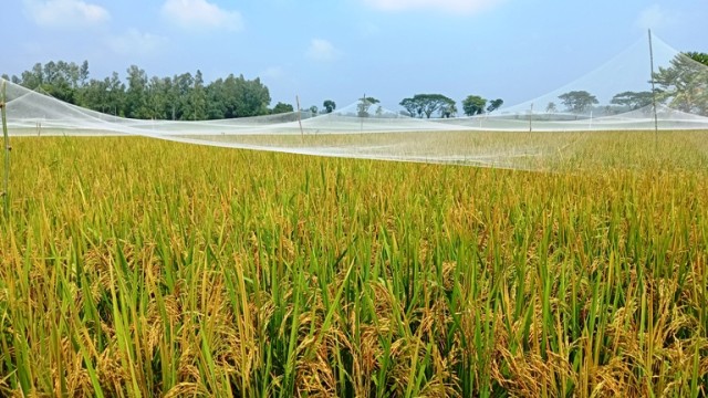 পীরগঞ্জে আগাম ধান চাষ করে কৃষকের মুখে হাসি 