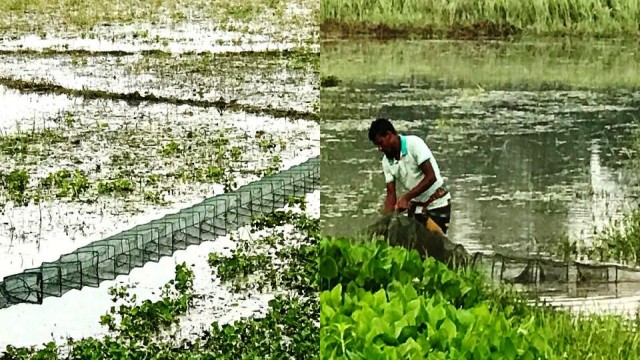 আত্রাইয়ে নিষিদ্ধ চায়না জালের অবাধ ব্যবহার: হুমকির মুখে মৎস্যসম্পদ