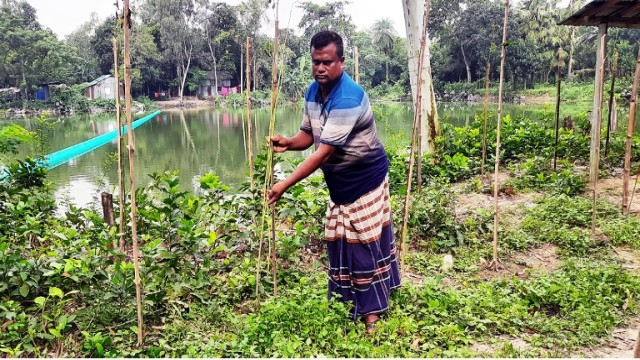 আদমদীঘিতে গাছের সাথে এ কেমন শত্রুতা !