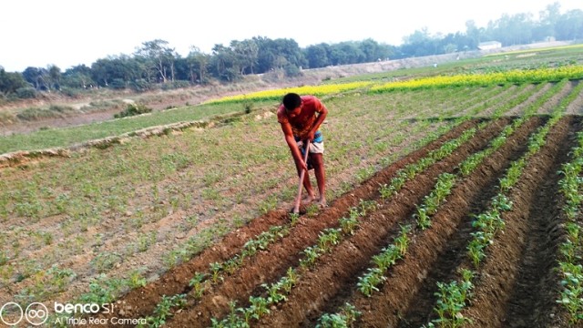 আত্রাইয়ে লক্ষ্যমাত্রার চেয়ে অধিক জমিতে আলু চাষ