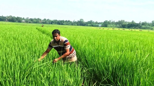 আত্রাইয়ে আমন ধানের সবুজ পাতায় দুলছে কৃষকের স্বপ্ন