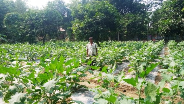 আত্রাইয়ে শীতকালীন সবজি চাষে ব্যস্ত কৃষক