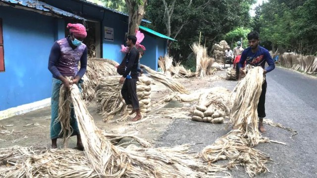 আত্রাইয়ে পাটের দাম নিয়ে শঙ্কায় কৃষক, কদর বেড়েছে পাটকাঠির