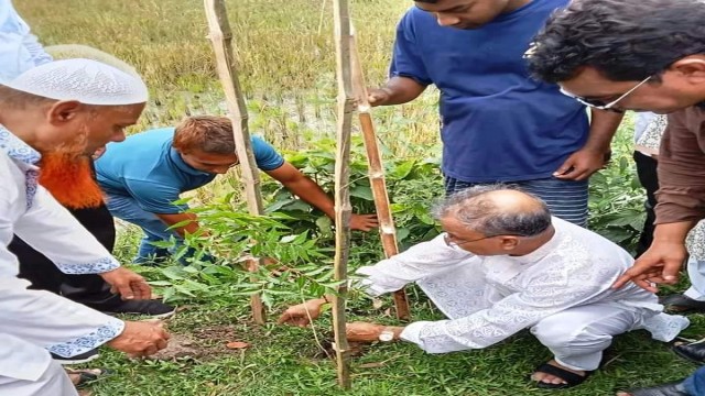 গাছের চারা রোপণ করলেন জামালপুর -৫ আসনের এমপি