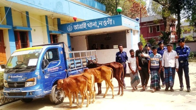 আত্রাইয়ে আন্ত:জেলা গরু চোর চক্রের ৪ সদস্য গ্রেফতার, চারটি গরু উদ্ধার।