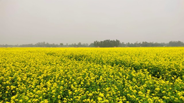 ধামরাইয়ে সরিষার বাম্পার ফলনের আশা কৃষকদের