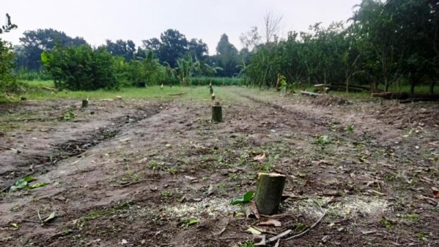 পীরগঞ্জে আদালতের নিষেধাজ্ঞা অমান্য করে এক ব্যাক্তির মাল্টার গাছ কেটে সাবাড় করেছে প্রতিপক্ষরা