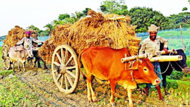 নড়াইলে কালের আবর্তনে হারিয়ে যাচ্ছে ঐতিহ্যবাহী গরুর গাড়ি!