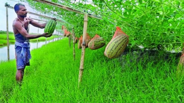 নড়াইলে অসময়ে তরমুজ চাষ করে সফল ভালো দাম পেয়ে লাভবান হচ্ছেন চাষিরা।