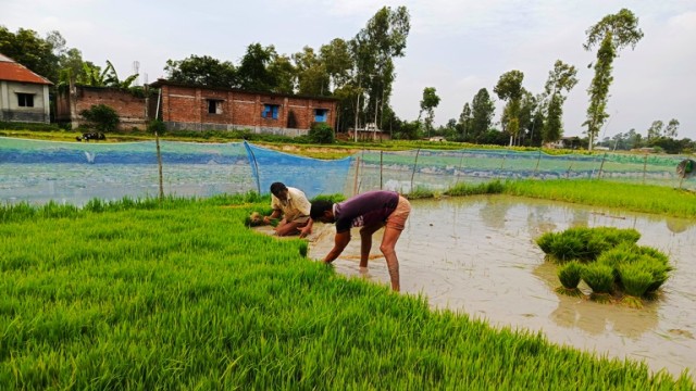 নওগাঁর ধামইরহাটে আমন ধান রোপণের ব্যস্ততা