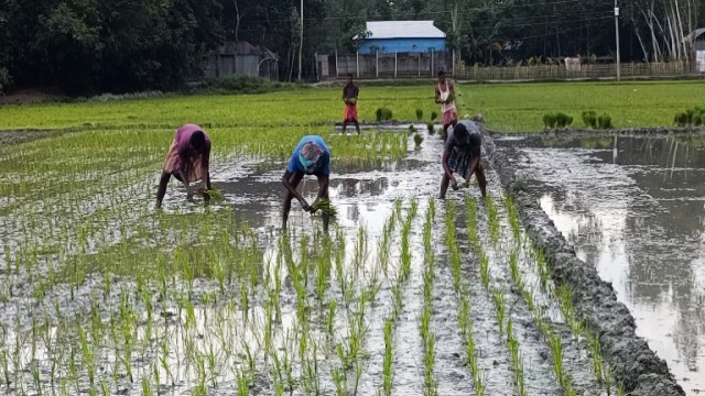 আমন আবাদে উঠে পড়ে লেগেছেন কুড়িগ্রামের চাষীরা,বন্যার আশংকা কৃষকদের