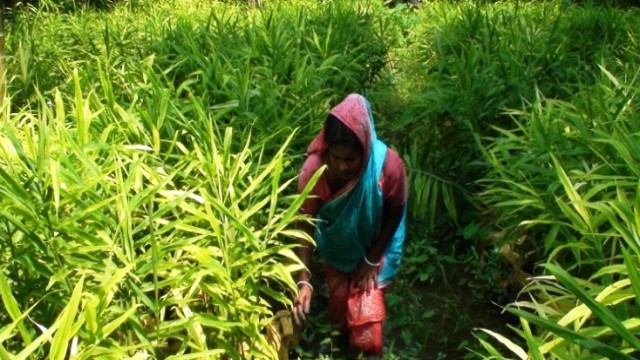 নড়াইলে গৃহিনীর সুস্বাদু রান্নার মসলা বস্তায় আদাচাষে সফলতা