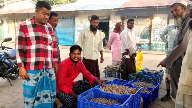 আলু চাষির কপালে চিন্তার ভাঁজ আত্রাইয়ে বীজ আলুর কৃত্তিম সংকট:উৎপাদন নিয়ে শঙ্কা