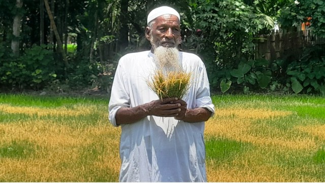 কুড়িগ্রামে সদর উপজেলায় শত্রুতার জেরে কীটনাশক ছিটিয়ে আমন ধানের বীজ তলা নষ্ট