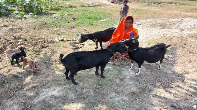 সরেজমিন  কুড়িগ্রামের চরাঞ্চল ছাগল পালন করে স্বাবলম্বী হচ্ছেন নারীরা ।        