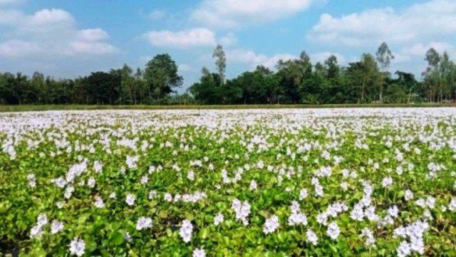 পলাশবাড়ীতে অপরূপ সাজে সেজেছে কচুরি ফুল