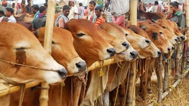  পশুর মধ্যে যেসব ত্রুটি থাকলেও কোরবানি দেওয়া যাবে