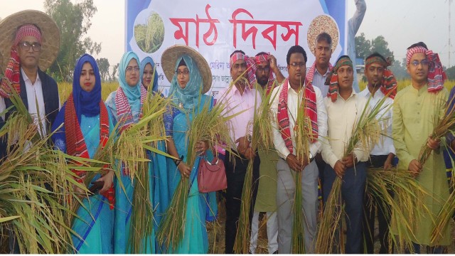 কাহালুতে মাঠ দিবস উপলক্ষে শস্য কর্তন ও নবান্ন উৎসব অনুষ্ঠিত