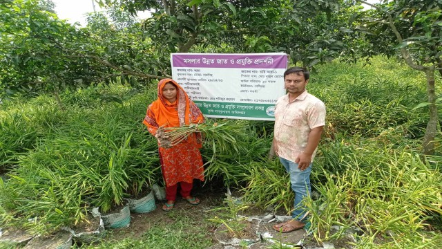 নওগাঁয় বস্তায় আদা চাষে নার্গিস বেগমের সাফল্য, এলাকায় ব্যাপক সাড়া