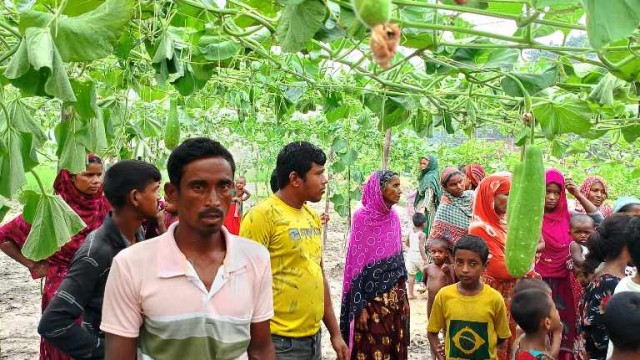 শত্রুতার জেরে ফসলী জমির গাছ কর্তন