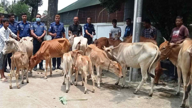 সাঘাটায় চোরাই ১২ গরু উদ্ধার