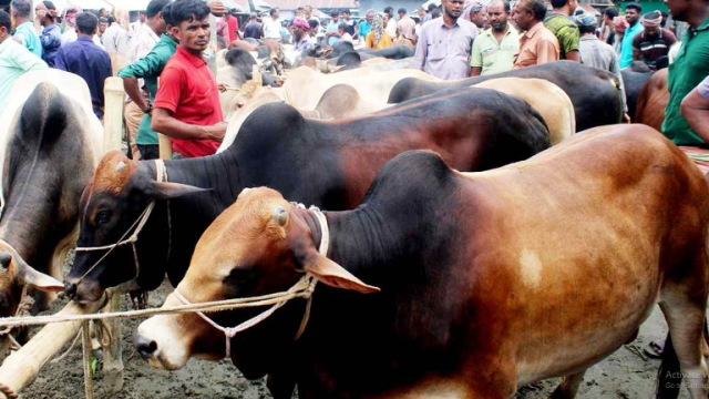 ৪১ স্থানে বসছে গাইবান্ধার কোরবানির পশুর হাট