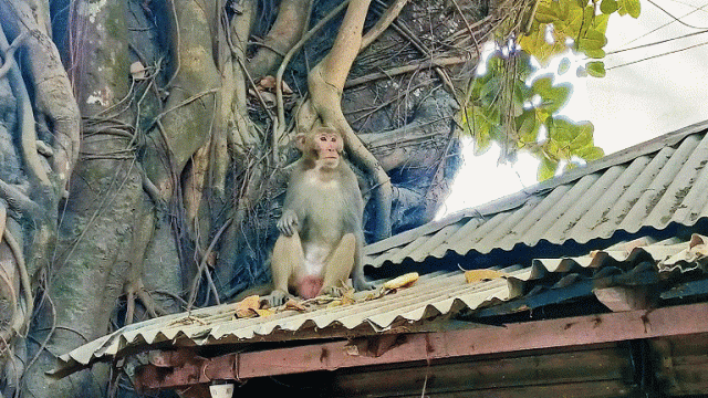 লোকালয়ে দলছুট বানরের উৎপাত।