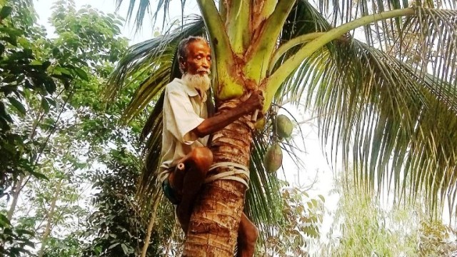 নারিকেল গাছ পরিষ্কার করেই ৬০ বছর পার!