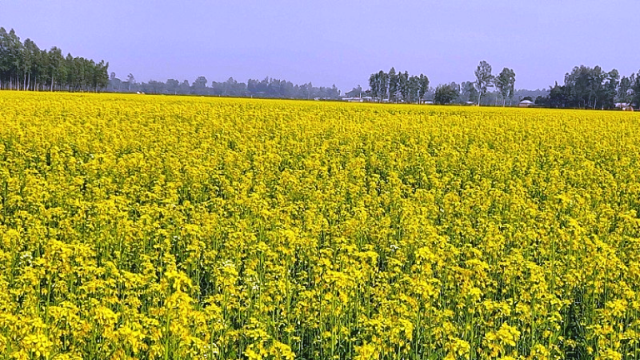 বাম্পার ফলনের আশায় পলাশবাড়ীর সরিষা চাষীরা