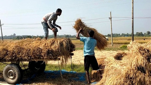 নড়াইলে ধানের ফলন মোটামুটি ভালো হলেও খরচের তুলনায় ধানের দাম কম শঙ্কায় কৃষক 