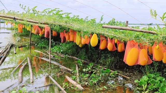 নড়াইলে বর্ষাকালীন হাইব্রিড তরমুজ চাষে কম খরচে বেশি ফলন 