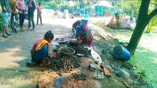 নড়াইলে কুড়ানো শামুকে কর্মসংস্থানের হয়েছে কয়েক হাজার নারী-পুরুষের