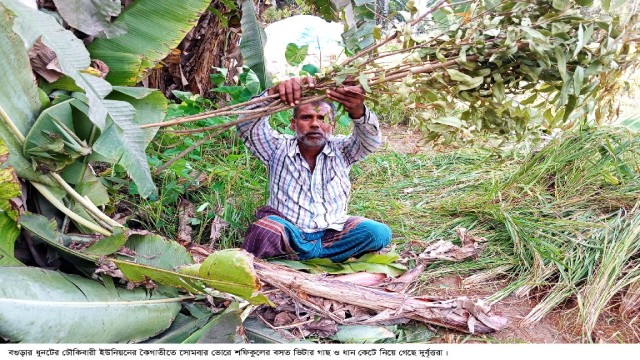 বগুড়ার ধুনটে গাছ ও ধান কেটে নিয়ে গেছে দুর্বৃত্তরা