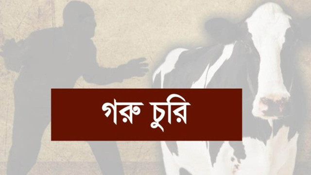  শেরপুরে গোয়ালের তালা ভেঙ্গে একরাতে কৃষকের ৮টি গরু চুরি