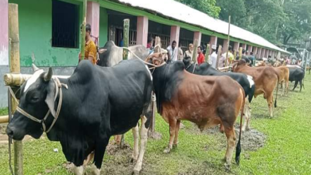 ইন্দুরকানীতে কোরবানির পশুর হাটে ধস