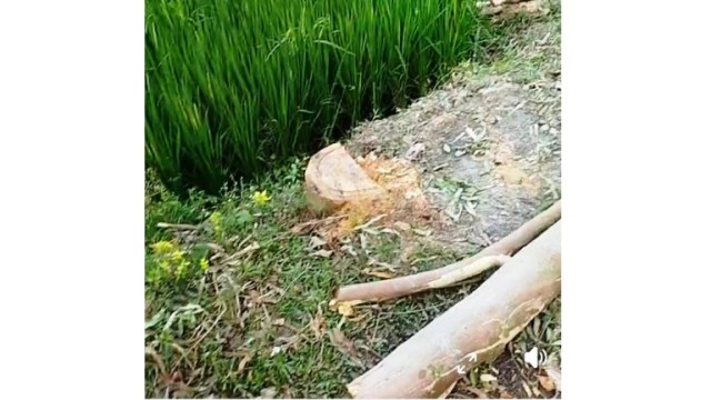 পলাশবাড়ীতে ইউপি চেয়ারম্যানদের বিরুদ্ধে গোপন টেন্ডারে গাছ বিক্রির অভিযোগ