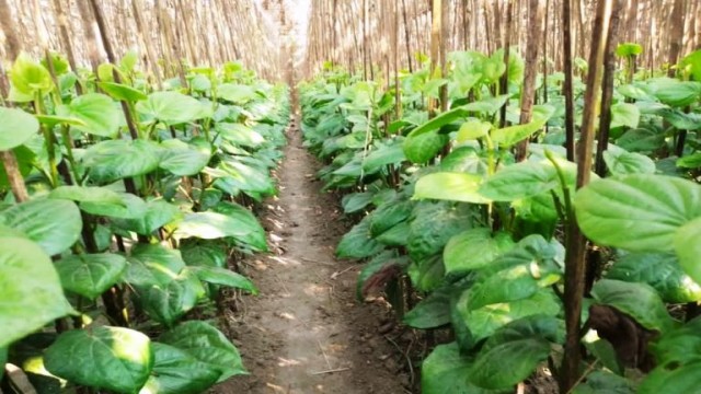 পলাশবাড়ীতে ঝরে দুইটি পানের বরজ ক্ষতিগ্রস্ত 