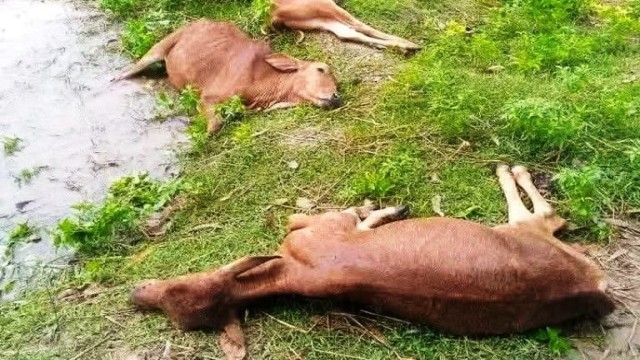 গোবিন্দগঞ্জে বজ্রপাতে তিনটি গরুর মৃত্যু 