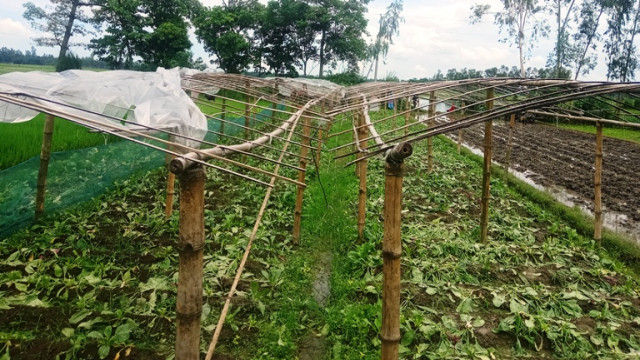 পীরগঞ্জে রাতের অন্ধকারে সবজি খেত কেটে সাবাড় 