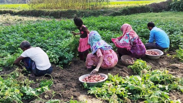 হিলিতে আগাম জাতের আলু তুলতে ব্যস্ত চাষিরা