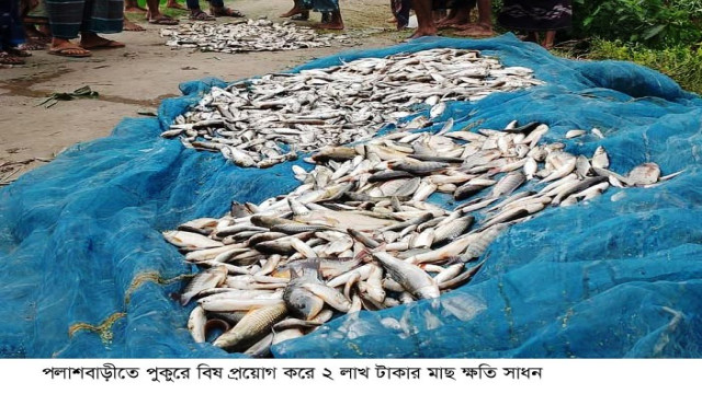 পলাশবাড়ীতে পুকুরে বিষ প্রয়োগ করে ২ লাখ টাকার মাছ ক্ষতি সাধন