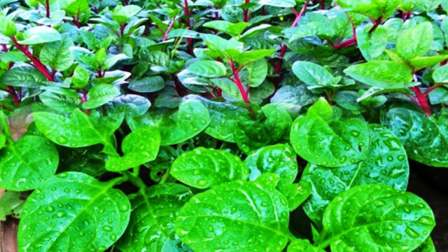 পুঁইশাকের অনেক গুণ,যাদের সতর্ক থাকতে হবে 
