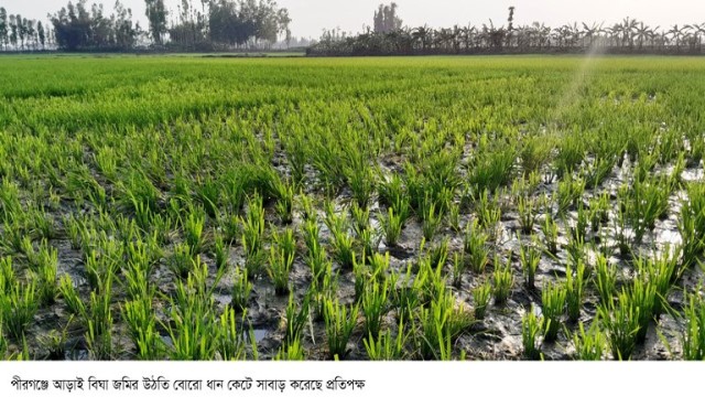 পীরগঞ্জে আড়াই বিঘা জমির উঠতি বোরো ধান কেটে সাবাড় করেছে প্রতিপক্ষ