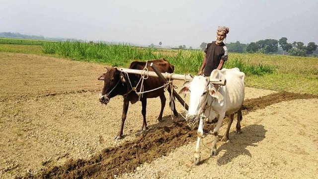 বগুড়ায় আধুনিকতার ছোঁয়ায় হারিয়ে যাচ্ছে,লাঙ্গল জোয়াল দিয়ে জমি চাষ।