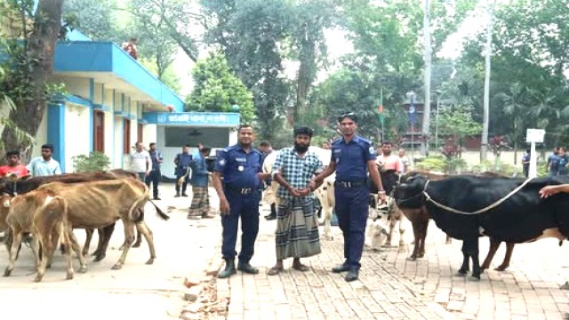  বিএনপি নেতার গোয়ালঘর থেকে ১৩টি চোরাই গরু উদ্ধার