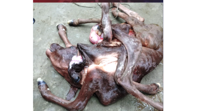গাভি জন্ম দিল ২ মাথা ও ৮ পা বিশিষ্ট বাছুর