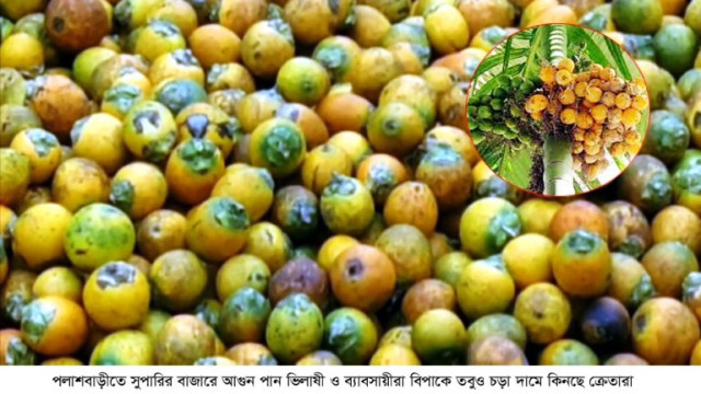 পলাশবাড়ীতে সুপারির বাজারে আগুন পান ভিলাষী ও ব্যাবসায়ীরা বিপাকে